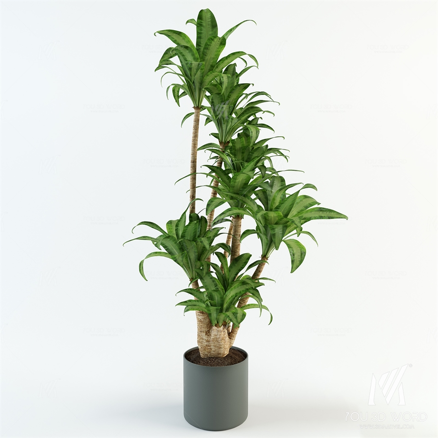 Dracaena